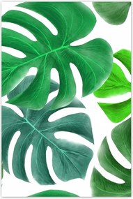 Poszterek 80x120 Levelek Monstery Trópusok