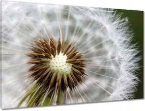 Vászonkép 90x60 Pitypang Virág Virágok