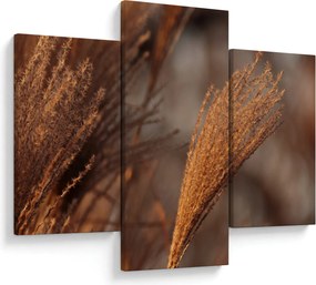 Kép - Cortaderia (90x60 cm)
