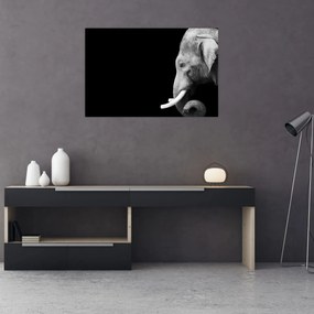 Kép - Elefánt (90x60 cm)