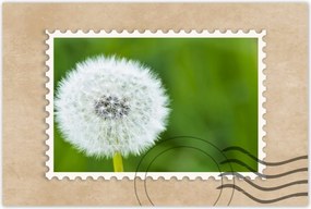 Poszterek 120x80 Pitypang Virág Virágok