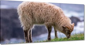 Vászonkép 120x60 Juh legeltetés Bárányok