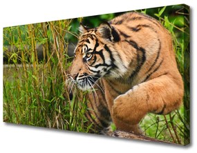 Vászonfotó tigris Állatok 120x60 cm
