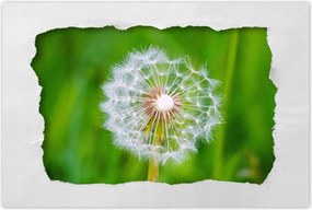 Poszterek 90x60 Pitypang Virág Virágok