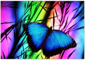 Poszterek 100x70 Kék pillangó
