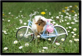 Bekeretezett poszterek 60x40 Tengerimalac a réten