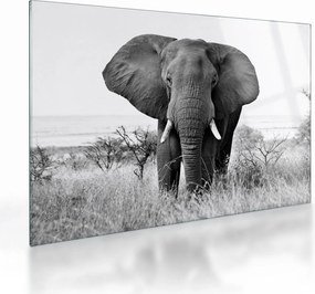 Üveg kép - Afrikai elefánt II. (70x50 cm)