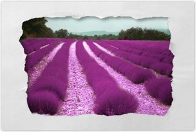 Poszterek 90x60 Levendulamező