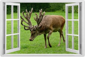 Poszterek 120x80 Szarvas felszarvazott
