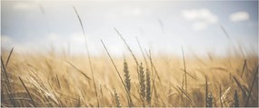 A gabona képe (120x50 cm)
