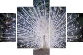 Kép - Fehér páva (150x105 cm)