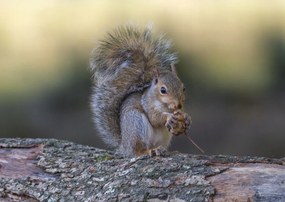 Poszter 84x59,5cm Diót evő mókus, Assaf Frank