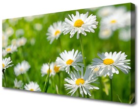Vászonkép falra Daisy Flower Plant 100x50 cm