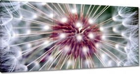 Vászonkép 120x60 Pitypang Virág Virágok