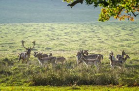 Poszter 86,4x56,8cm Csorda, Assaf Frank