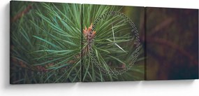 Kép - Fenyőfa részlete (órával) (90x30 cm)
