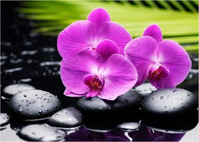 Kép - Orchideák (70x50 cm)