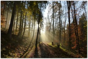 Poszterek 120x80 Napfelkelte az erdőben