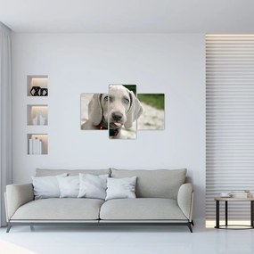 Kép - weimaraner kölyökkutya (90x60 cm)