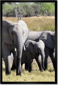 Poszterek keretben 40x60 Elefántcsalád