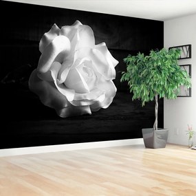 Fotótapéta fehér rózsa 104x70 cm