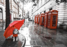 Poszter 100x70cm Kutya esernyővel a londoni utcán, Assaf Frank