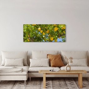 Kép - Citromfa (120x50 cm)