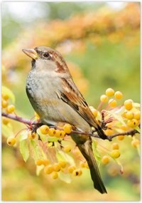 Poszterek 70x100 Madarak