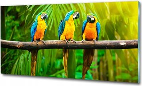 Fotó-üvegkép Papagájok az ágon 125x50