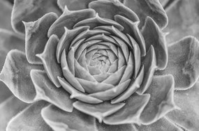 Poszter 86,4x56,8cm Közelkép pozsgásokról, Assaf Frank