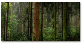 Akrilüveg fotó Köd az erdőben oah-95353064