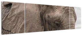 Modern kép - állatok (170x50cm)