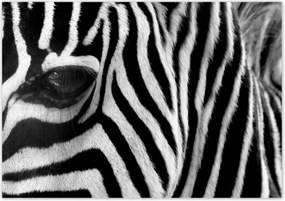 Poszterek 100x70 Fekete-fehér csíkos Zebra
