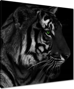 Vászonkép 60x60 Tigris