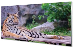 Akrilkép Tiger egy állatkertben 120x60 cm 2 fogas