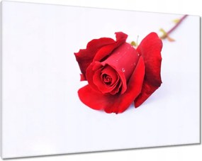 Vászonkép 100x70 Vörös rózsa a hóban
