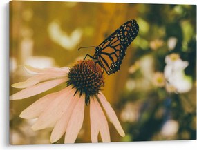 Pillangó képe a virágon (70x50 cm)
