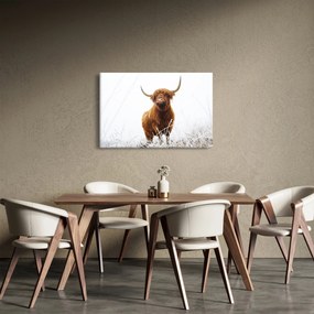 Kép - Skót tehén (90x60 cm)