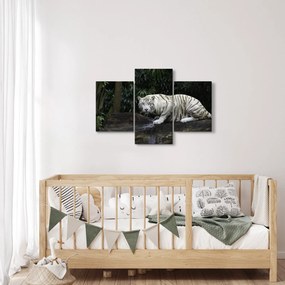 Kép - albínó tigris (90x60 cm)
