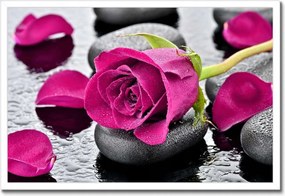 Poszterek keretben 60x40 Rózsaszín rózsa köveken