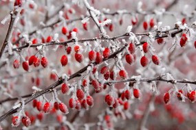 Fotográfia branches of bush with red berries, Jana Milin