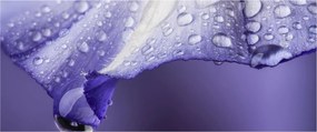 Kép - Szirom cseppekkel (120x50 cm)