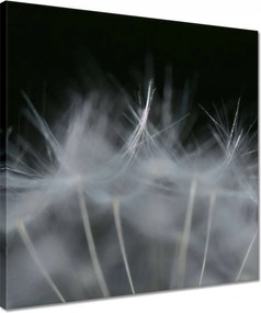 Vászonkép 40x40 Pitypang Virág Virágok