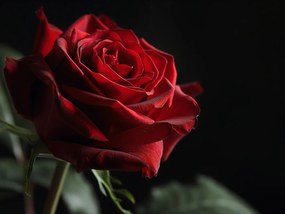 Poszter 40x30cm Rózsa félárnyékban