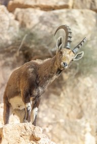 Poszter 61x90,5cm Ibex Nubiana, Assaf Frank