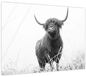Kép - Skót tehén 4, fekete-fehér (70x50 cm)
