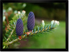 Poszterek keretben 40x30 Lila tobozok