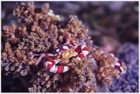 Poszterek 120x80 Kék tengeri világ