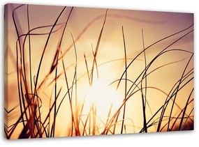 Gario Vászonkép Fu a napsütésben Méret: 60 x 40 cm