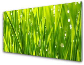 Akrilkép Grass Nature Plant 100x50 cm 2 fogas